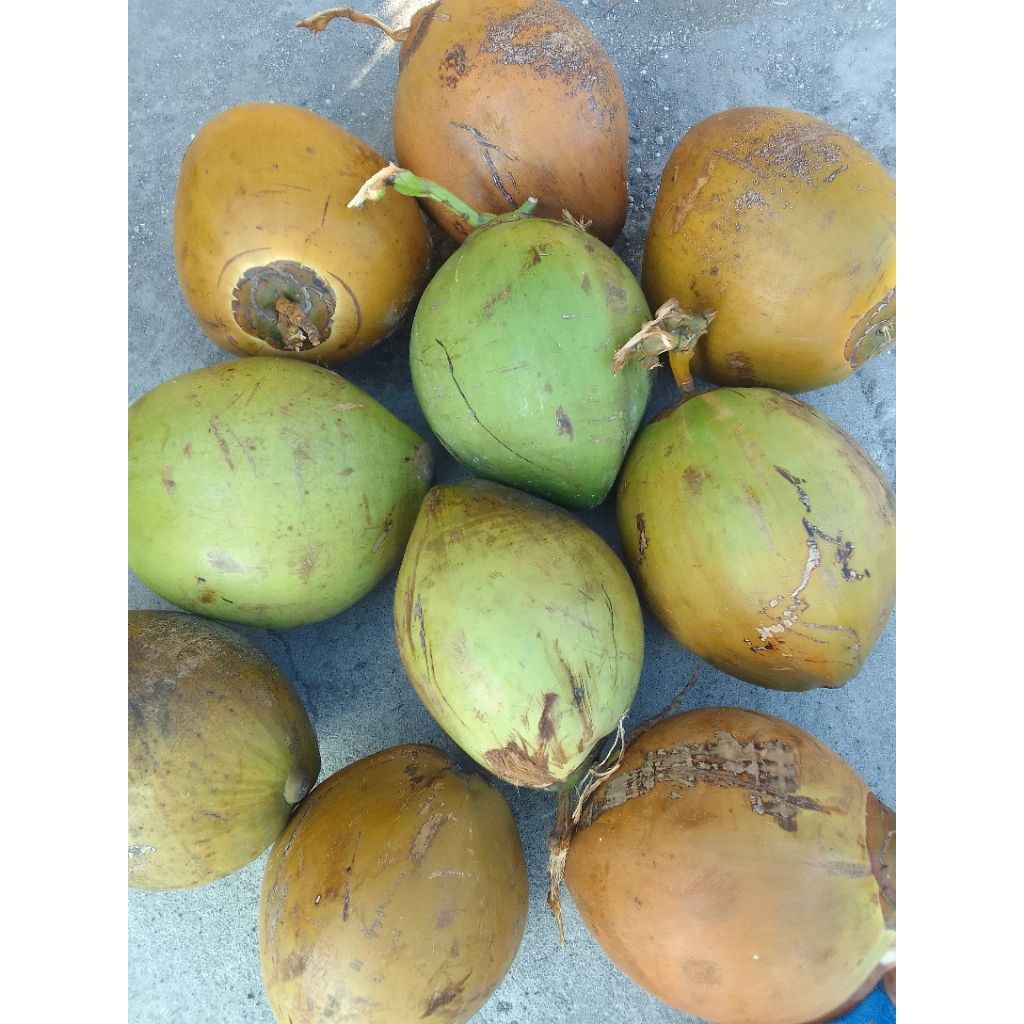 

DEGAN / KELAPA MUDA