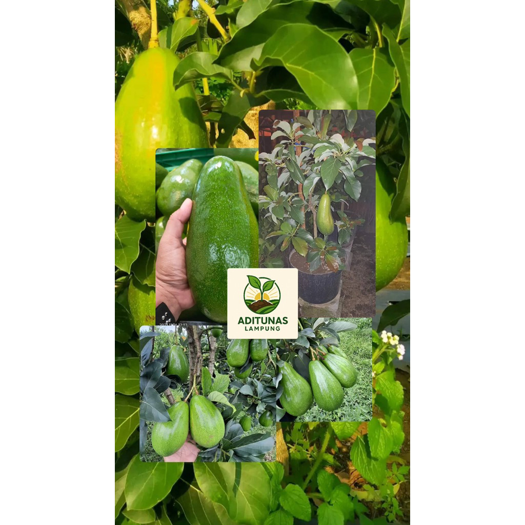 

bibit alpukat miki super premium kualitas unggul tinggi 60cm