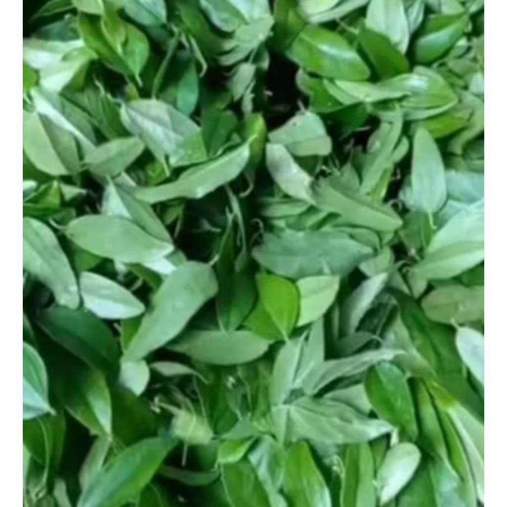 

DAUN CAMCAU RAMBAT KEMASAN 100 GRAM