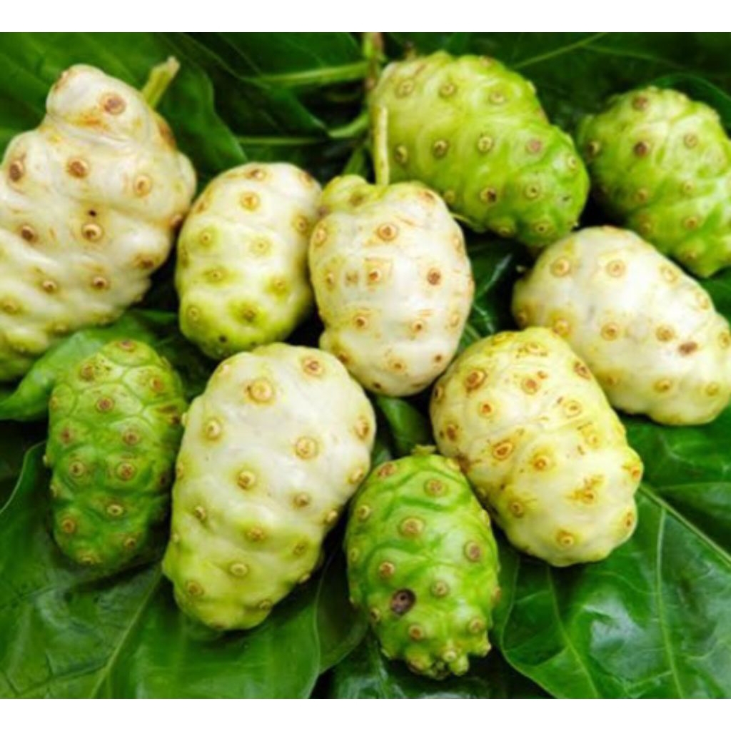 

Jual buah mengkudu segar petik langsung kuwalitas bagus 1 kg