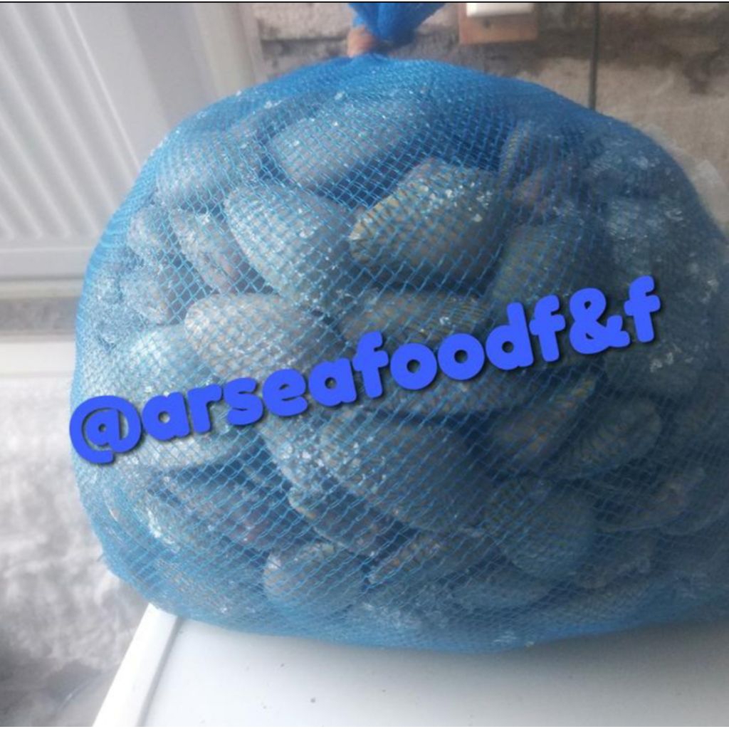 

kerang batik 1 kg