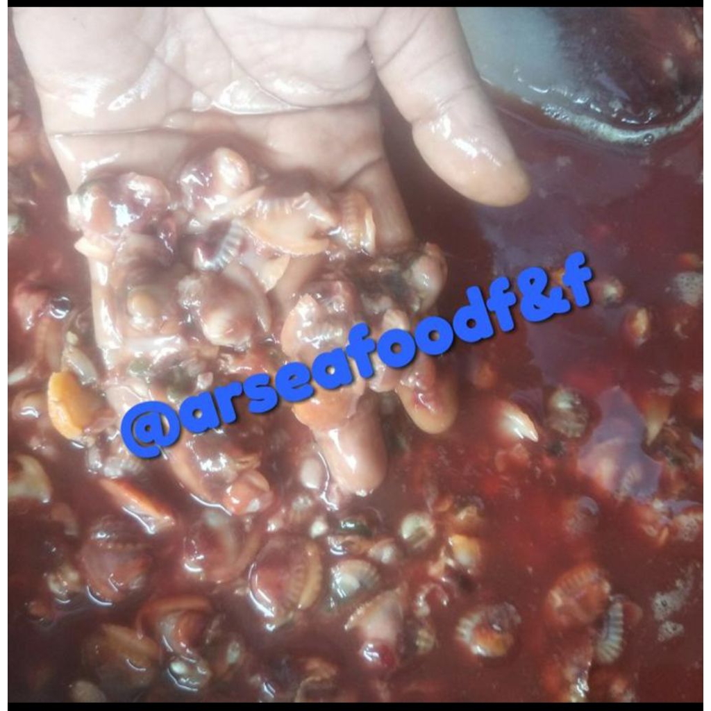 

daging kerang darah 1kg