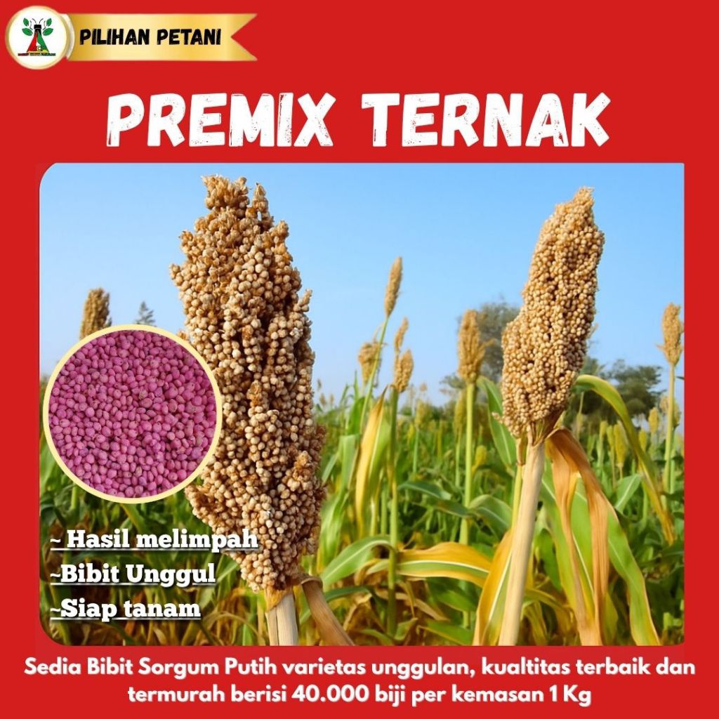 Bibit Sorgum Putih Premix Ternak
