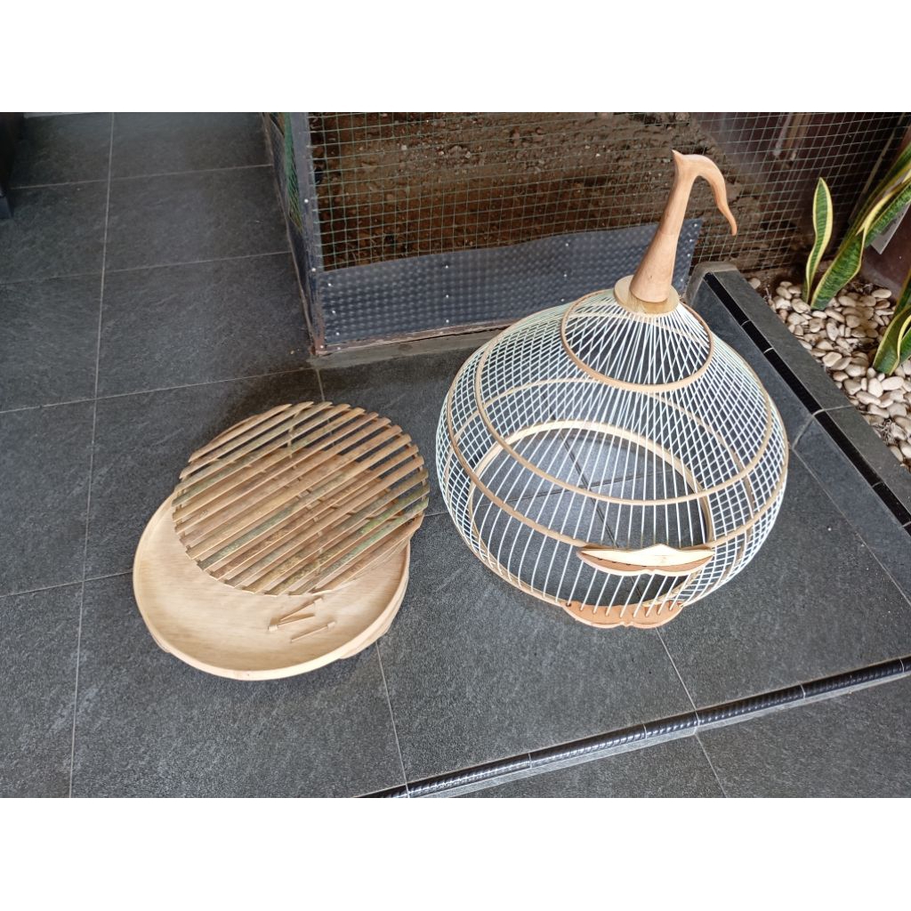 sangkar ayam hutan hijau