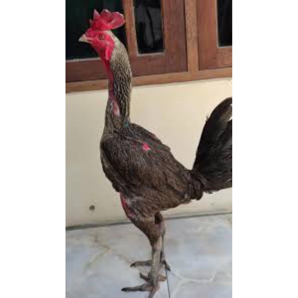 

paket hemat 6 telur ayam pamangon fertil siap buat ditetaskan