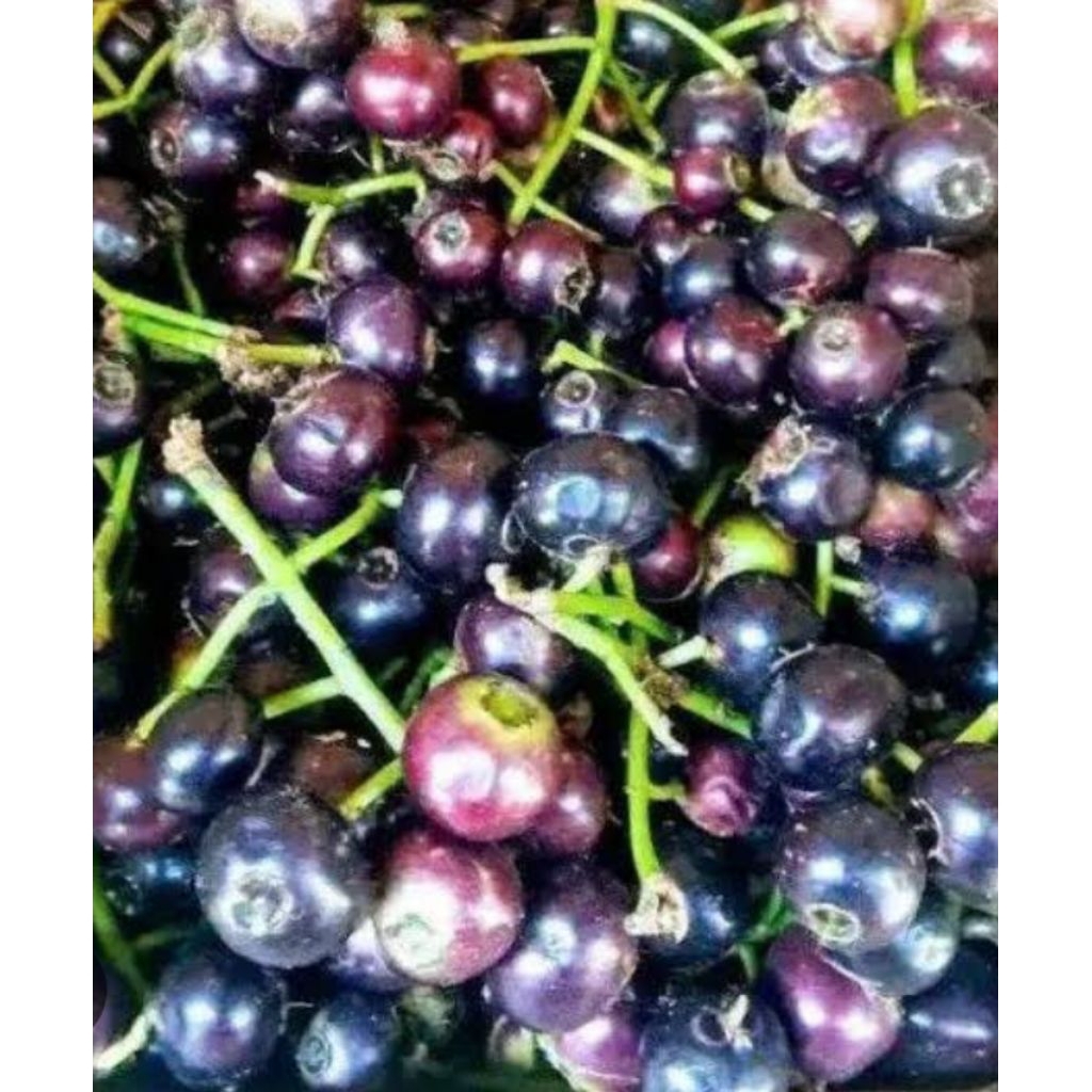 

Buah kupa gowok per kg