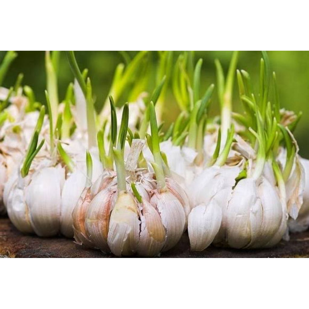 

Bawang putih