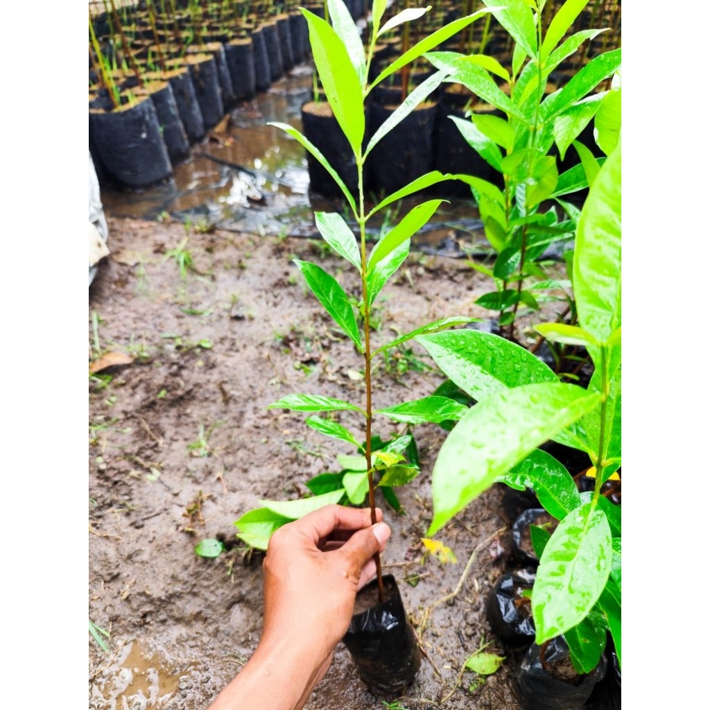 

Paket bumbu masak jeruk purut okulasi dan daun salam