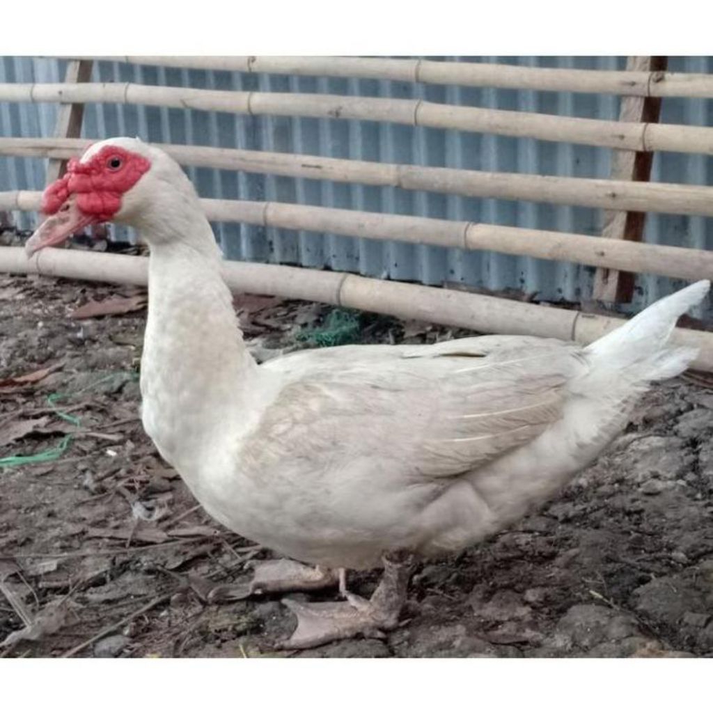 

paket hemat 6 telur mentok/entok jumbo fertil siap buat ditetaskan