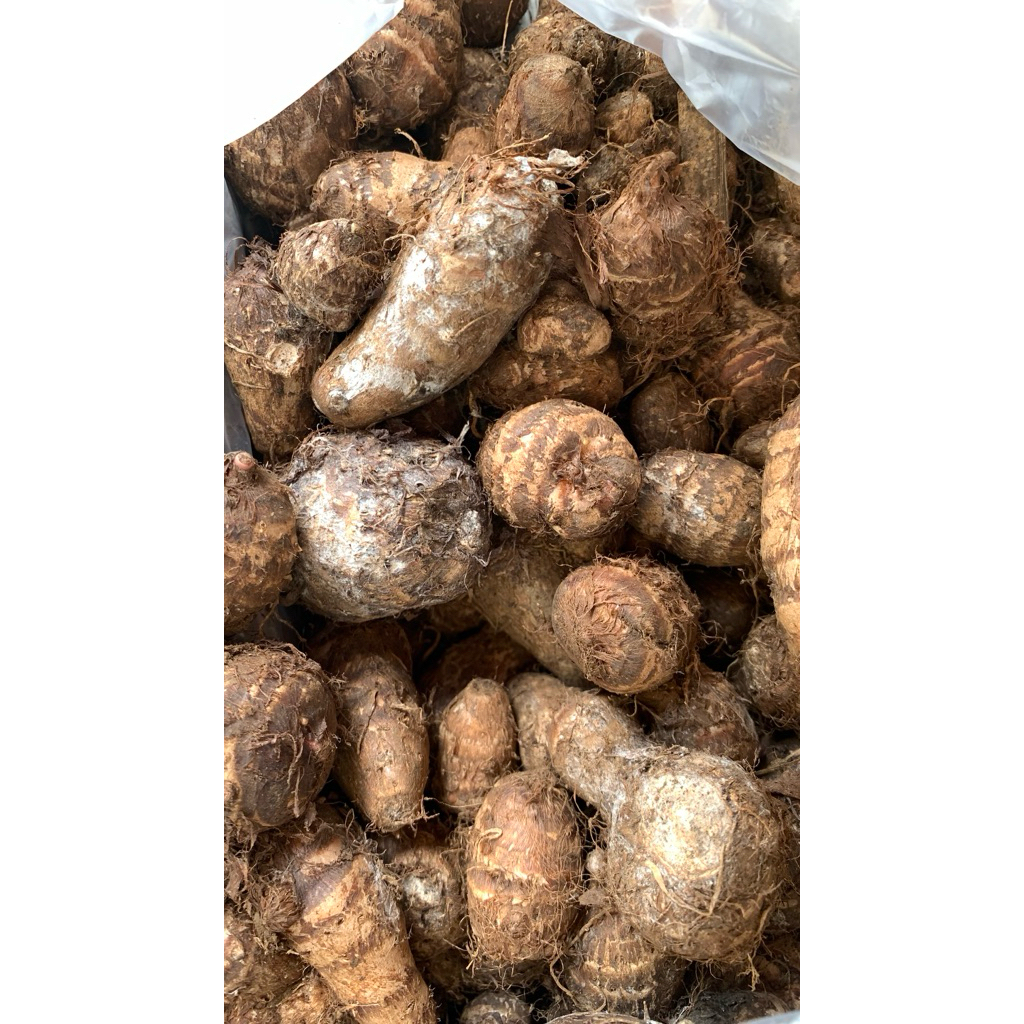 

GEMBILI UBI LOKAL UBI LANGKA