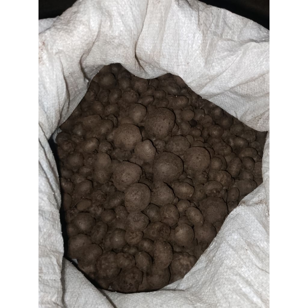 

bibit Porang katak lokal Probolinggo yang banyak dicari orang