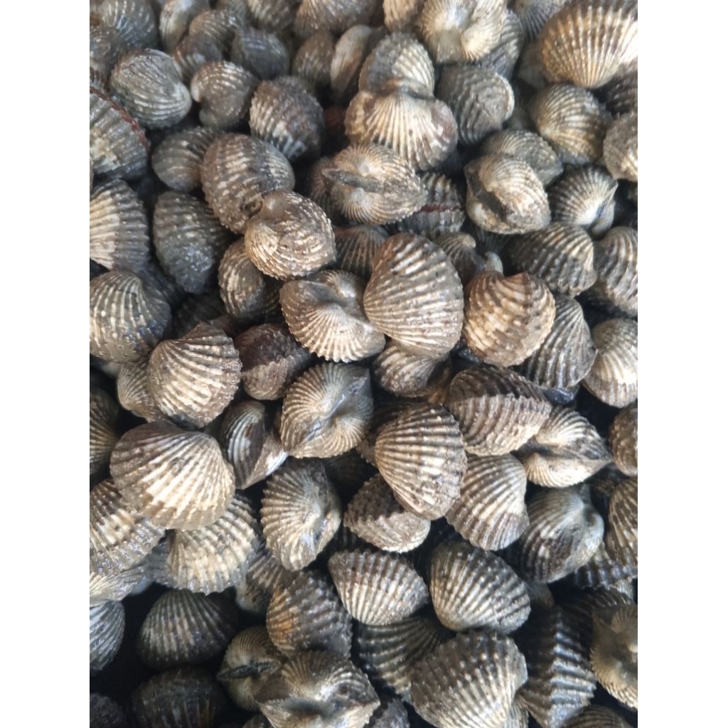 

Kerang Dara Segar