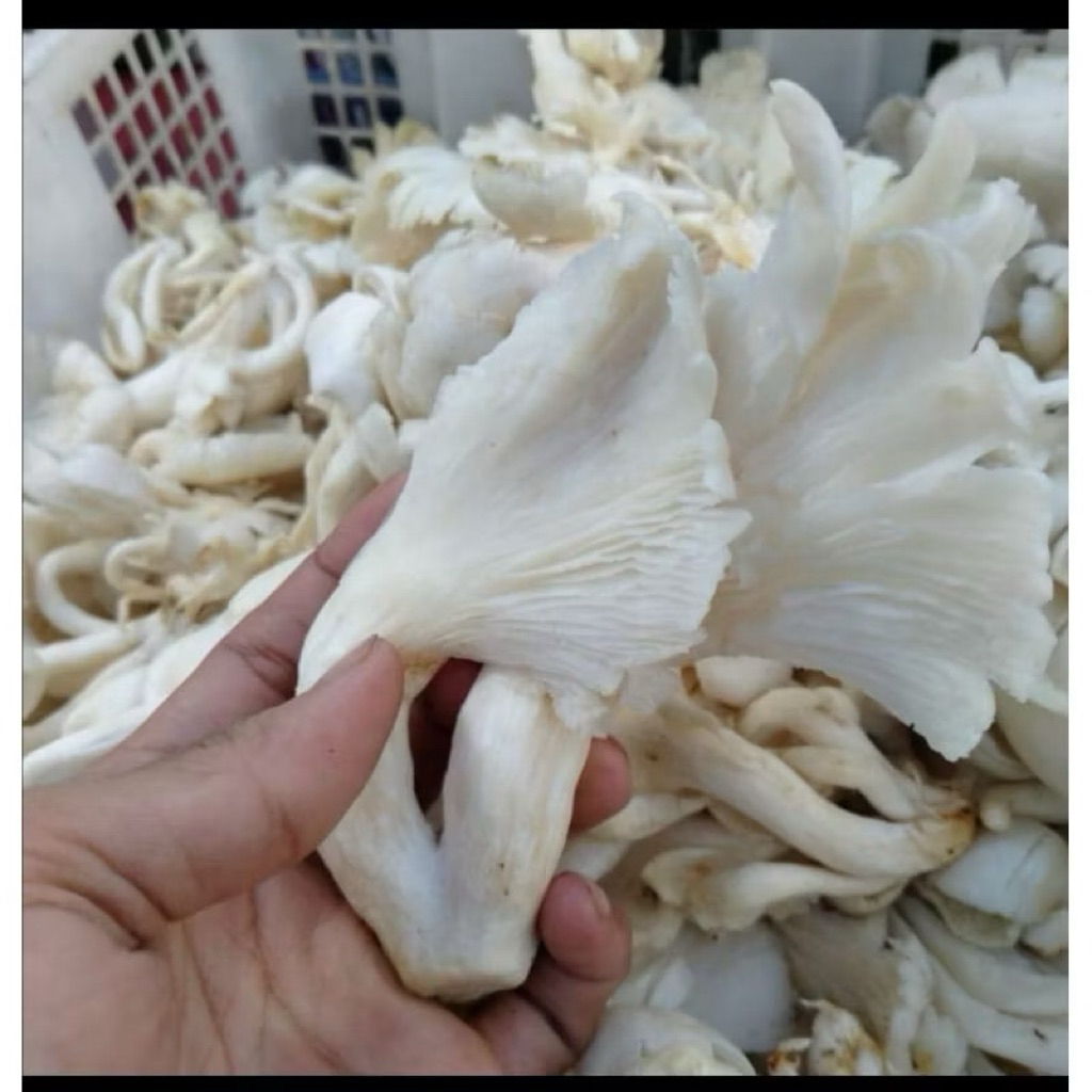 

Jamur tiram 250 gram || sayuran organik