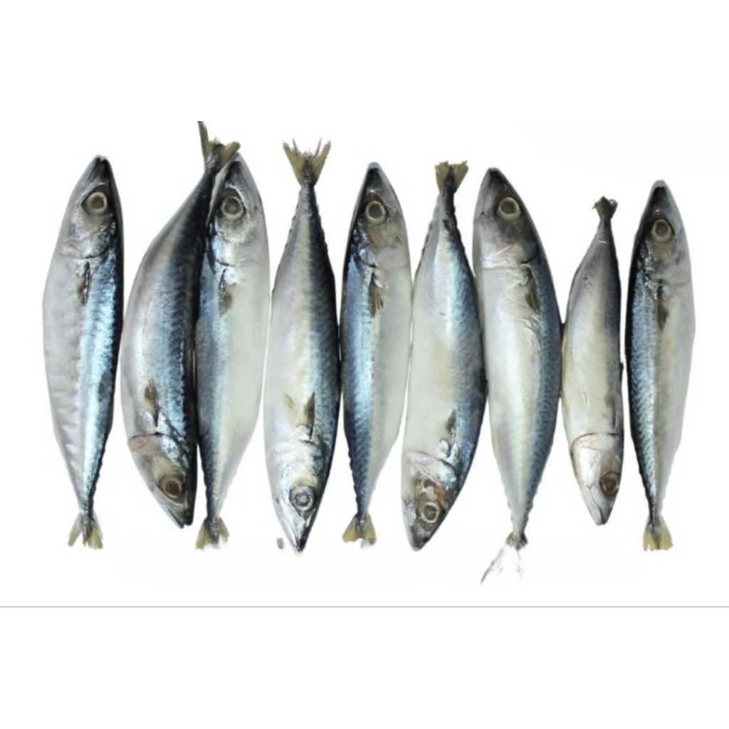 

Kode J. Ikan Makarel Beku Frozen Premium Tanpa Pengawet