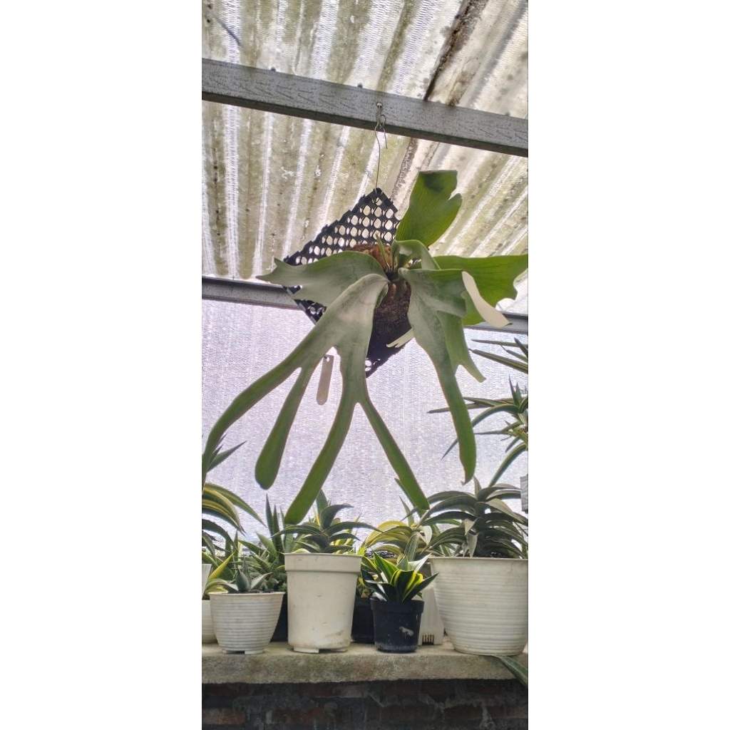 Platycerium Tenten