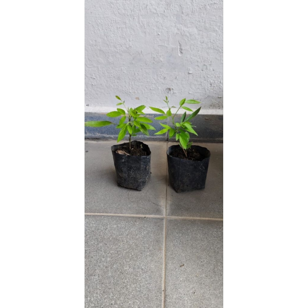 

buak chau / buak chao / matcho / daun matcho