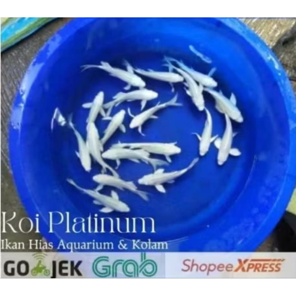 Koi Platinum Slayer Size 7-8Cm Hiasan Aquarium Dan Kolam