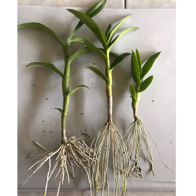 Keiki Anggrek Dendrobium Keiki/splitan 5 bonus 1