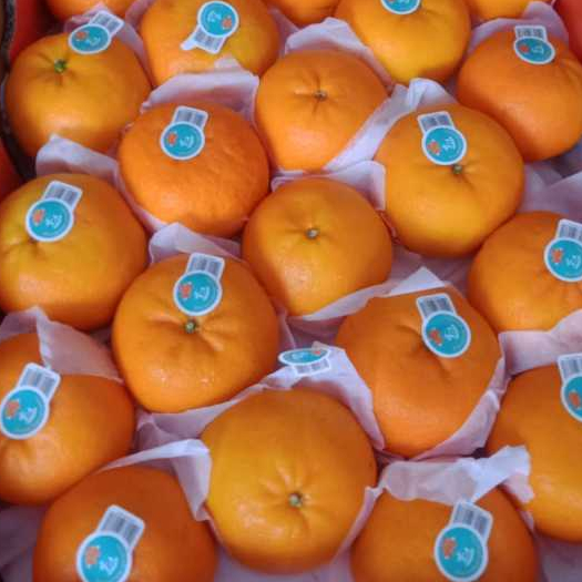 

JERUK MANDARIN WOGAN