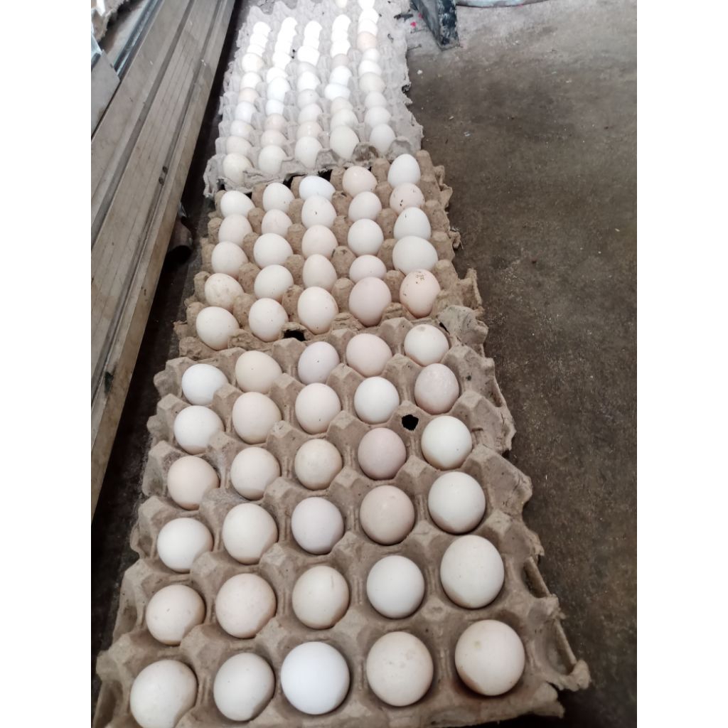 

Telur Ayam Elba Fertil