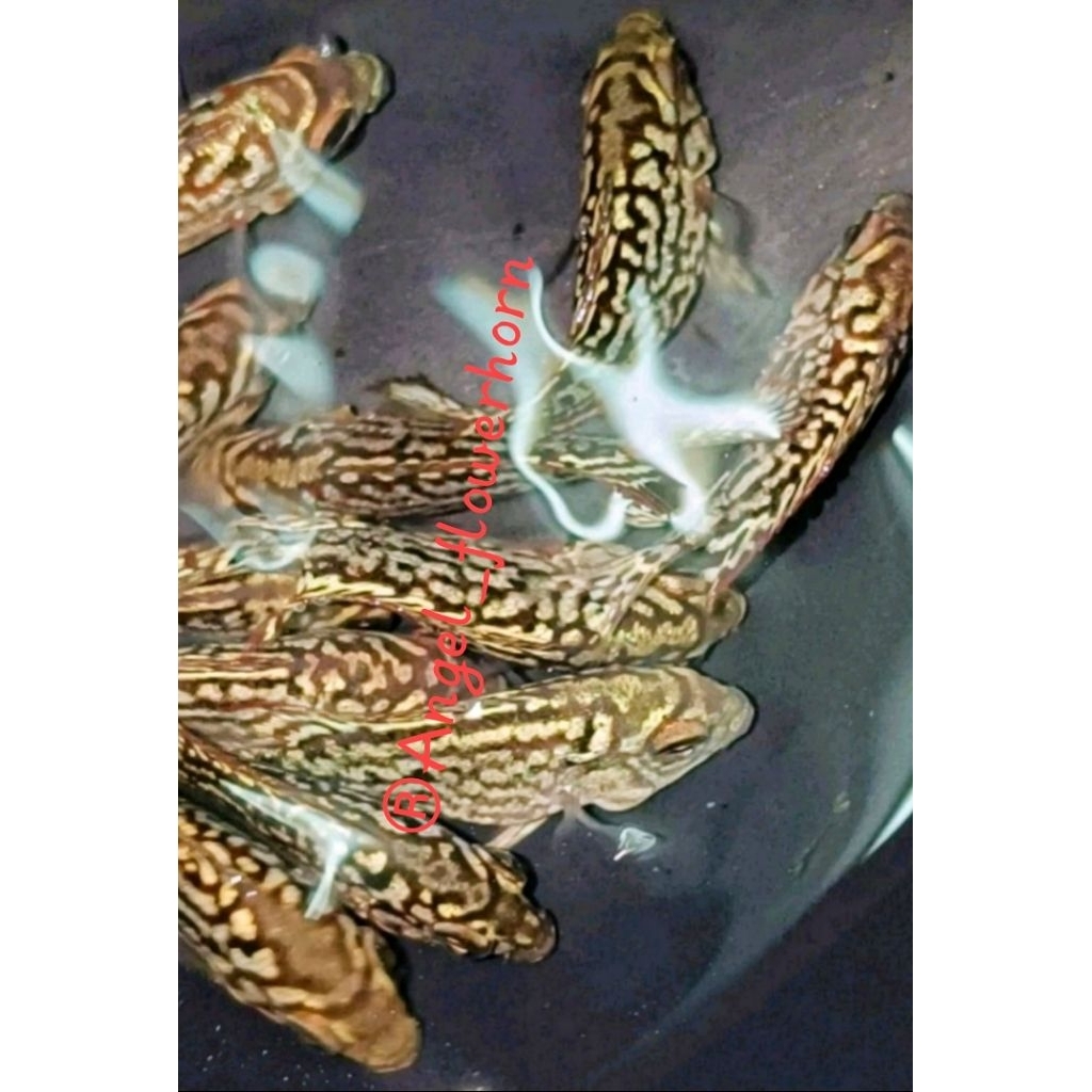 HR-Burayak sortiran super king kamfa crossfasface