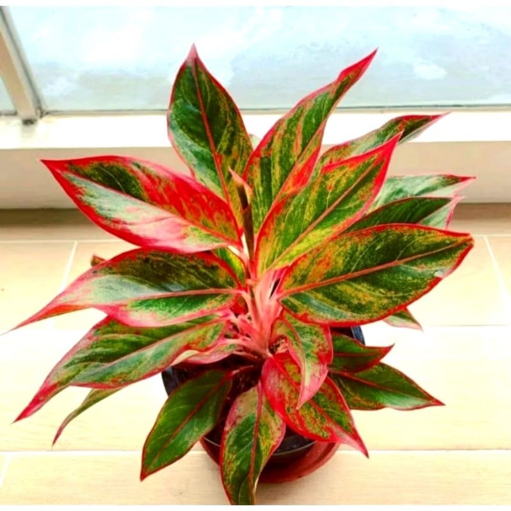 MURAH!! Aglonema lipstik siam rora merah / Aglonema lipstik merah terlaris