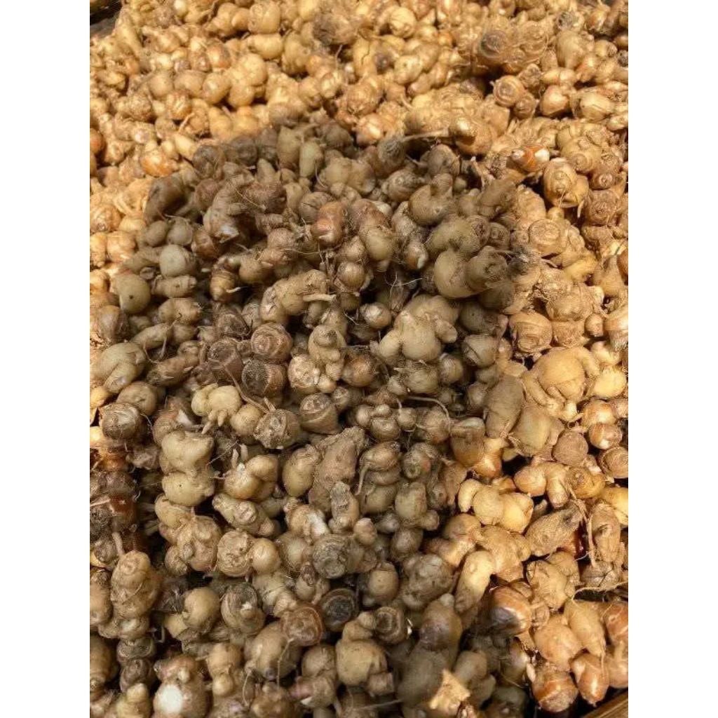

kencur seger 1kg asli banten