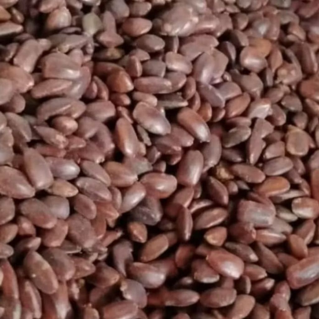 Benih Trembesi 500 gram | Biji Trembesi 500 Gram