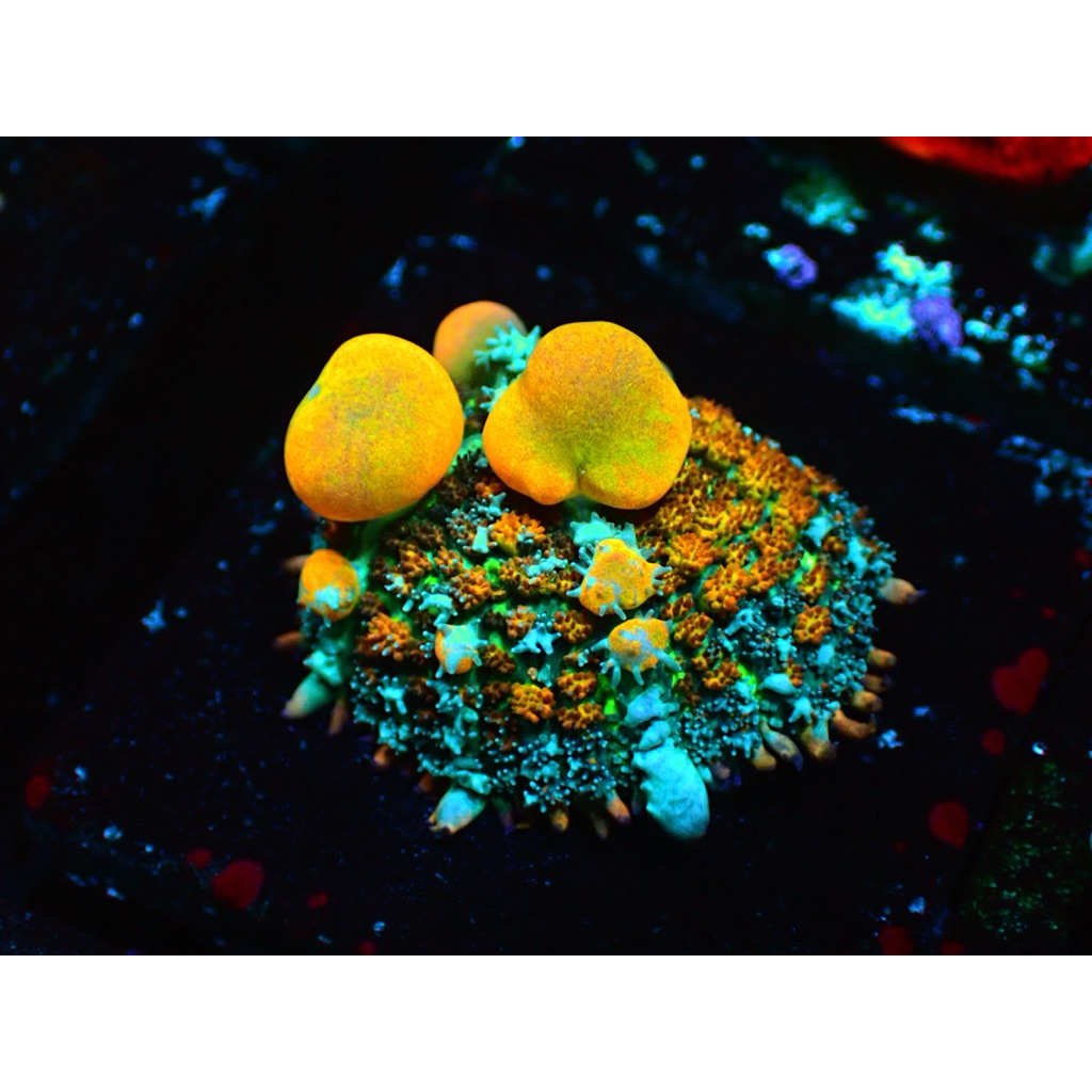 

rodactis bounce mushroom wysiwyg aquaculture