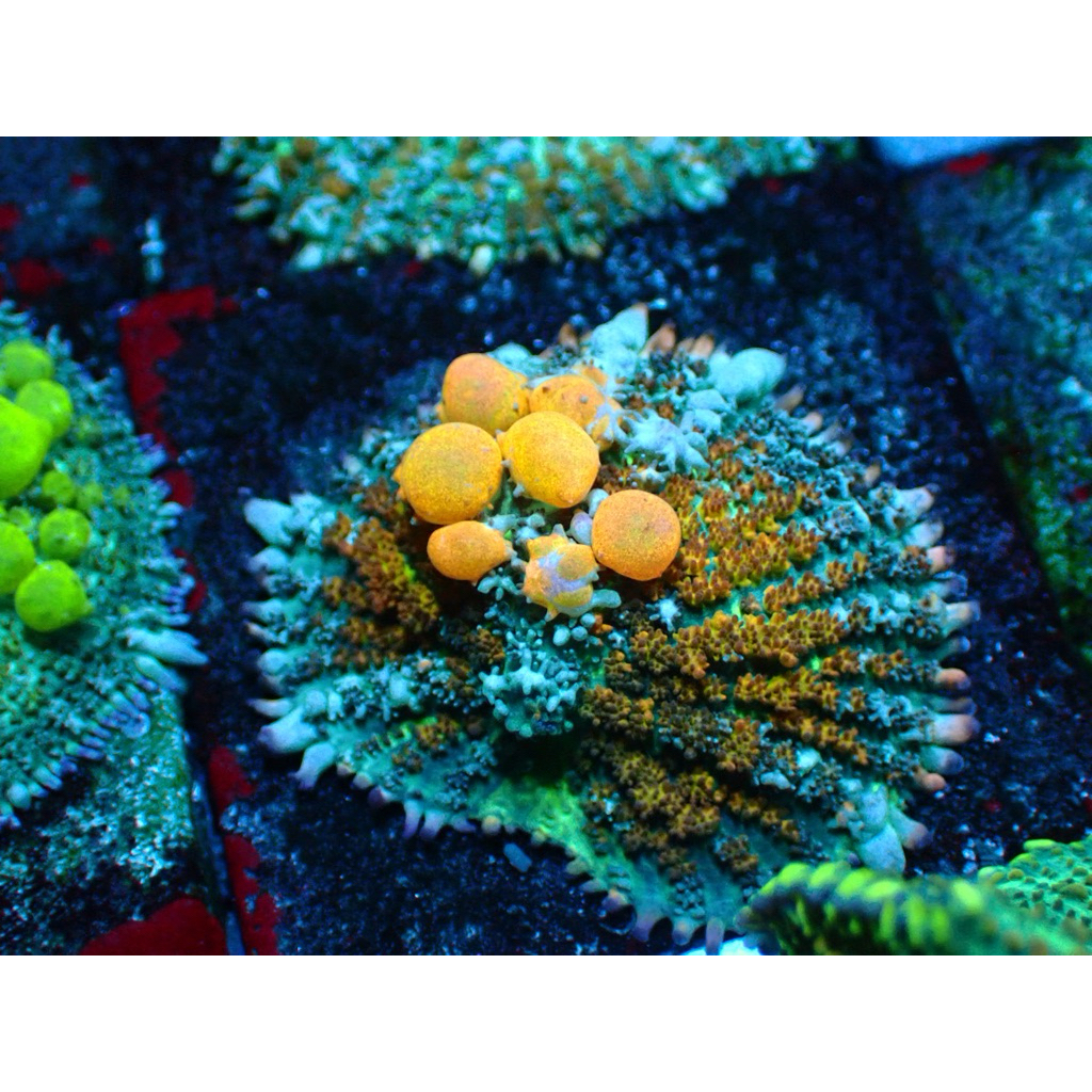 

rodactis bounce mushroom jamur balon wysiwyg