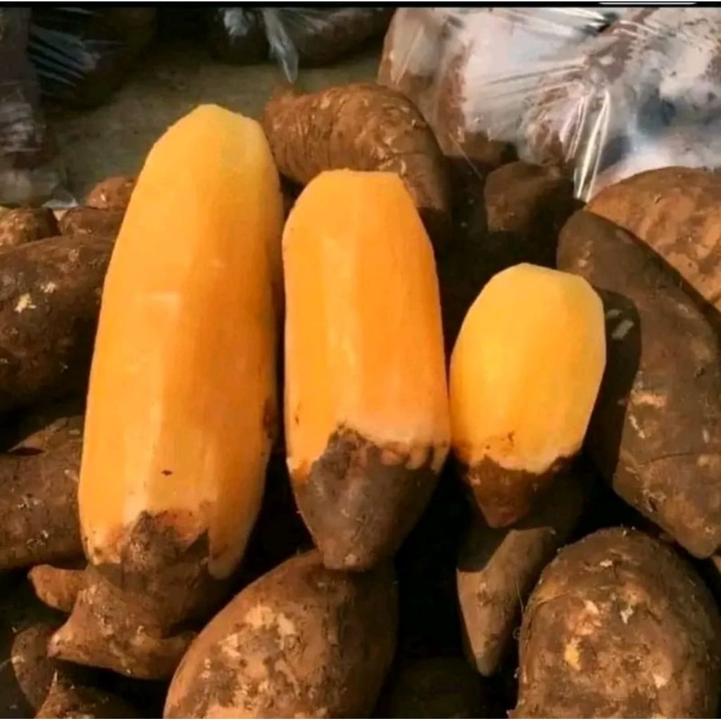 

UBI VIRAL | Ubi Yacon Fresh Wonosobo