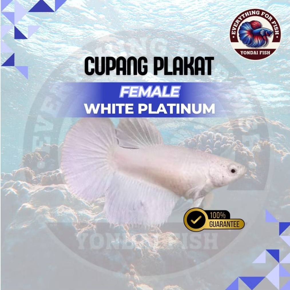 [BETINA] Cupang White Platinum (WP) | TOP GRADE | BEST GRADE | REAL PICT