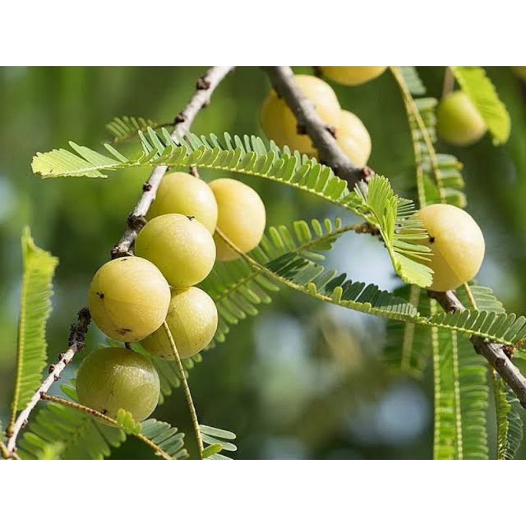 

buah Malaka 500 gram