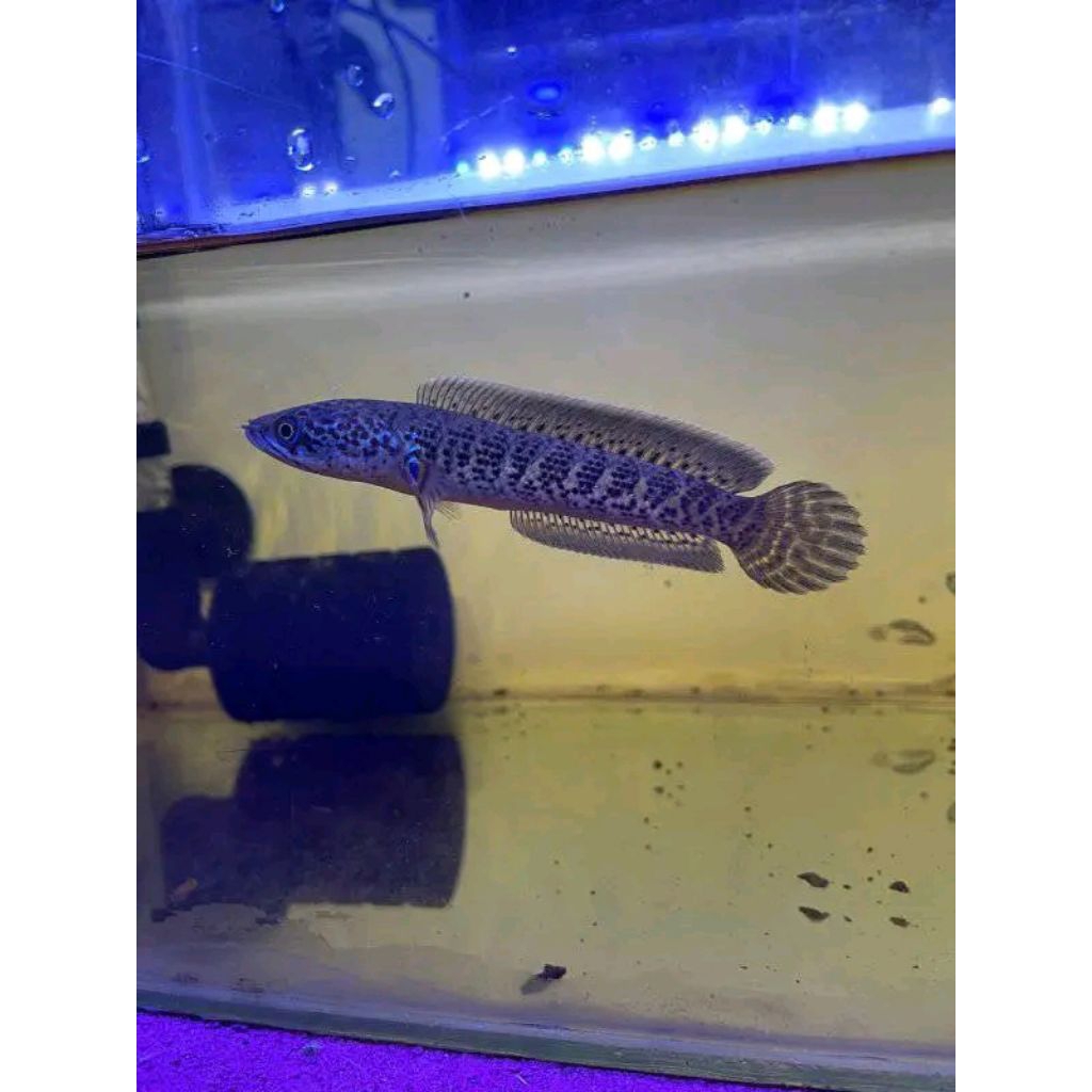 ikan chana auranti  size 9/10cm