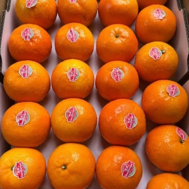 

Buah Jeruk Wokam Mamdarin Jeruk Wogan