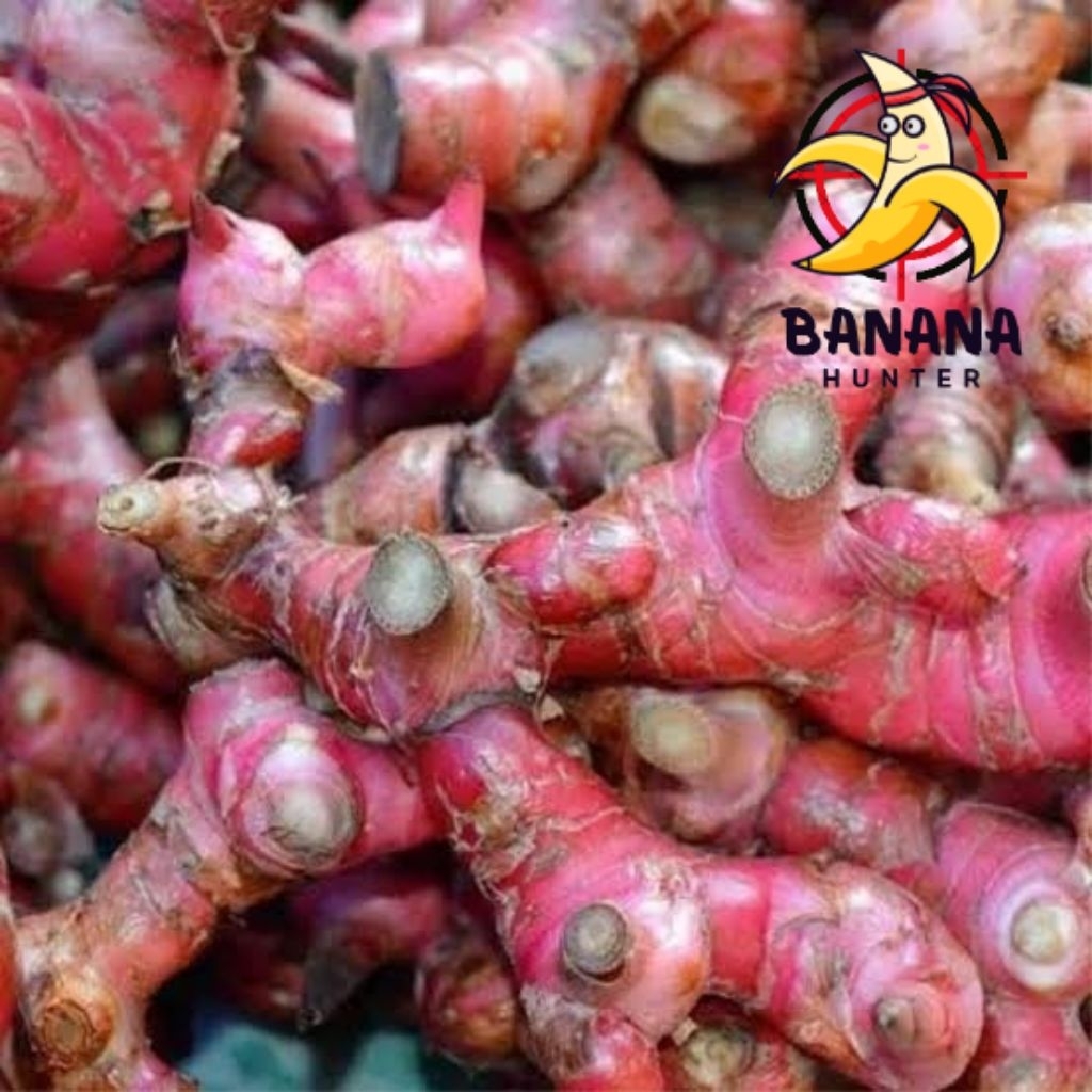 

Laja/lengkuas Merah 1kg fresh segar