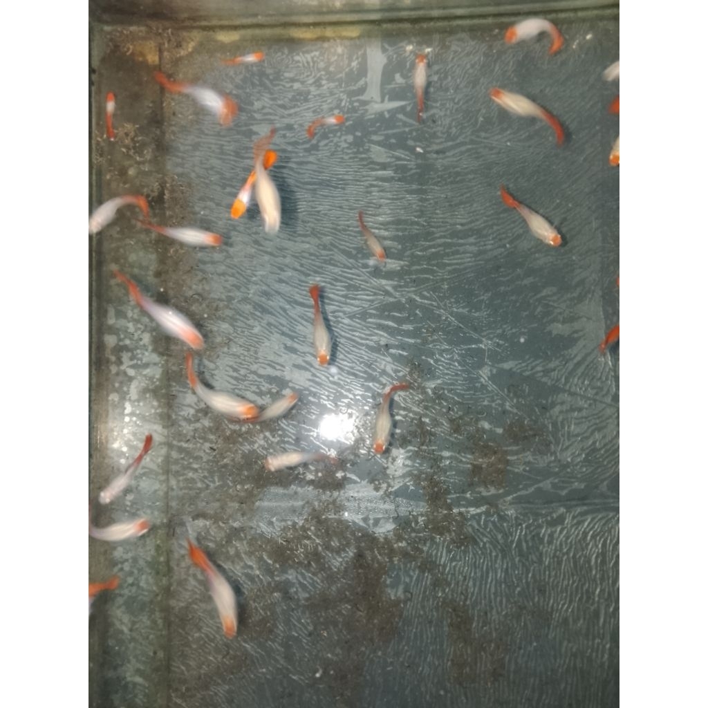 guppy platinum red koi