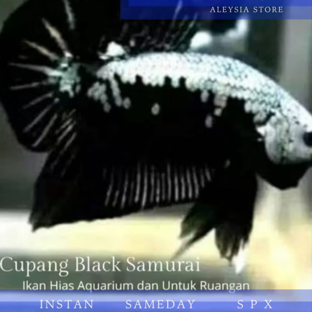 Cupang Hias Black Samurai Hiasan Rumah Atau Kantor