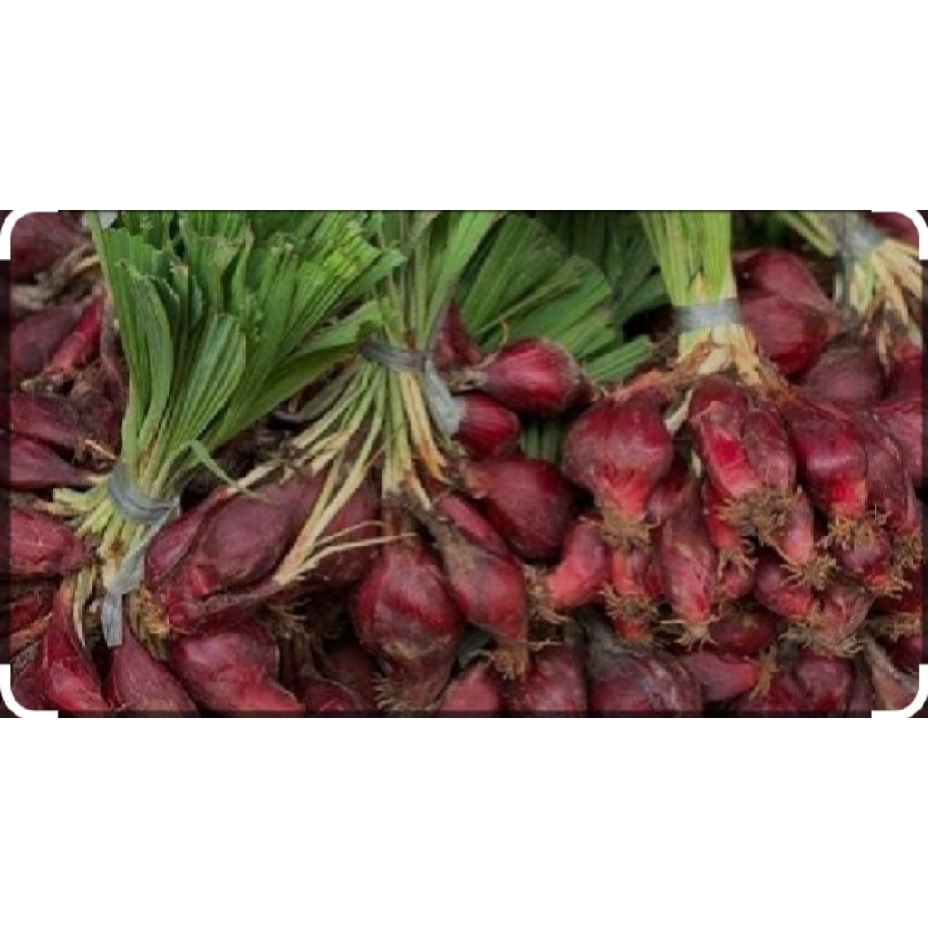 

bawang dayak fresh 100gr