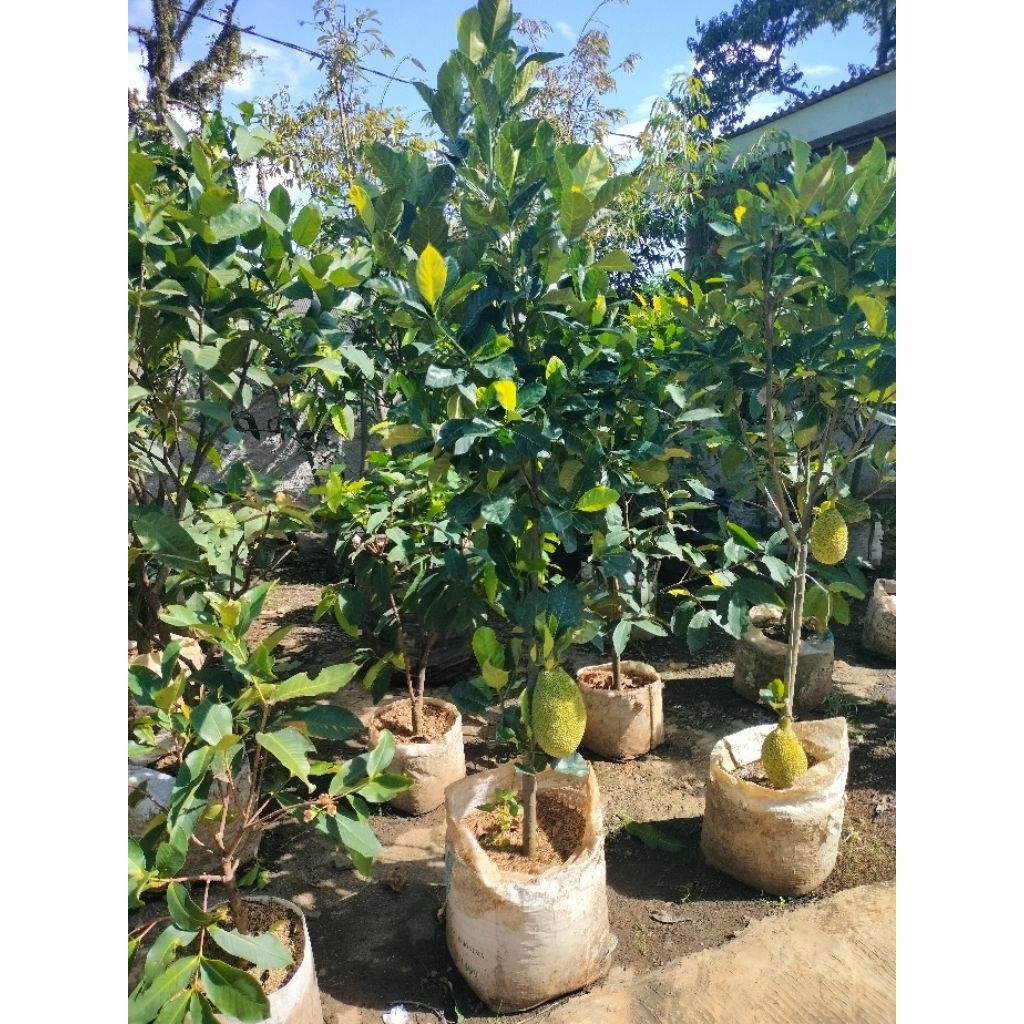 pohon nangka madu tinggi 2 meter berbuah