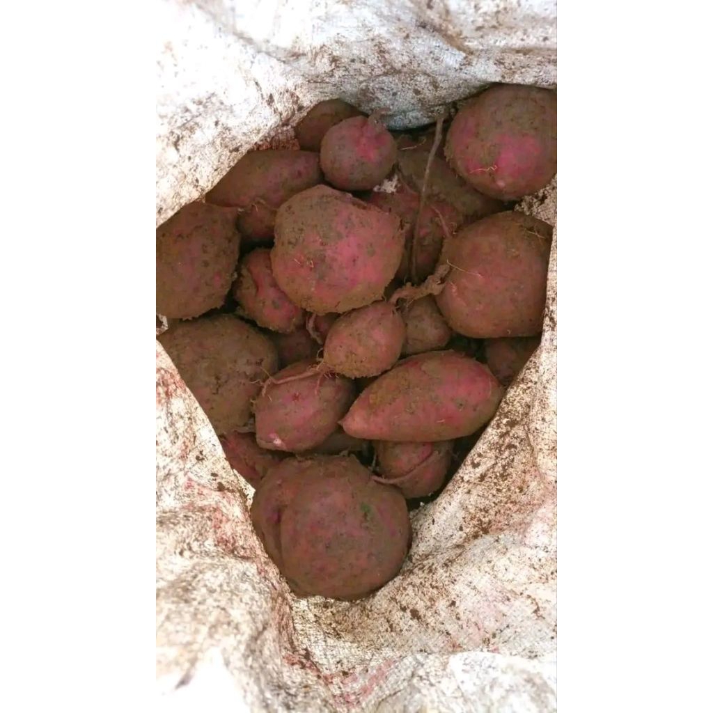 

UBI - Hui mini sangat manisterlaris