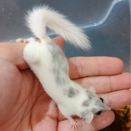 African Pygmy Dormice / Tupai Micro / Micro Squirell