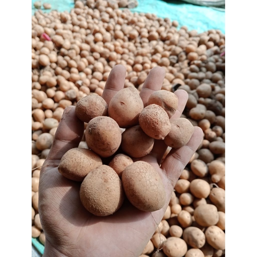 

Kentang Rendang Segar Jawa Barat Kualitas Premium 1kg 3kg 5kg Asli Segar Gurih Tahan Lama