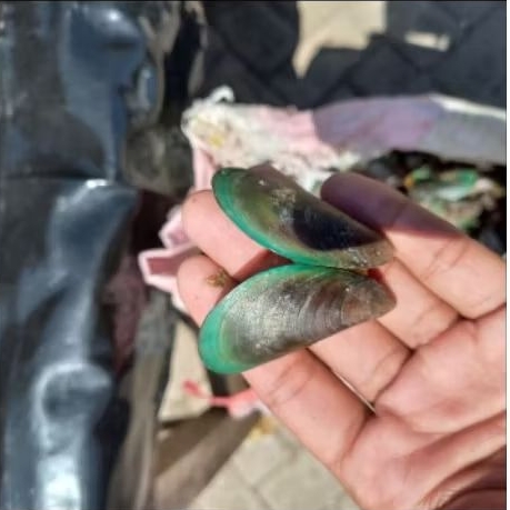 Cangkang kerang hijau 250grm termurah