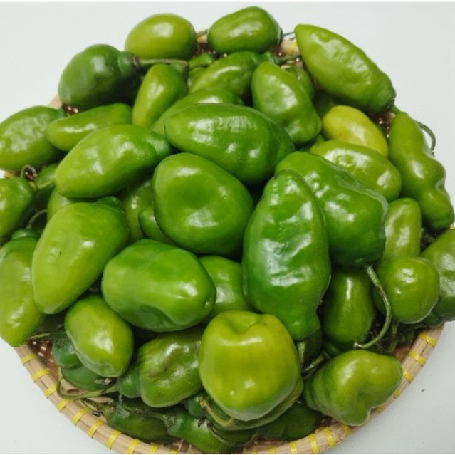 

Cabe gendot fresh premium langsung dipetik dari kebun bandung