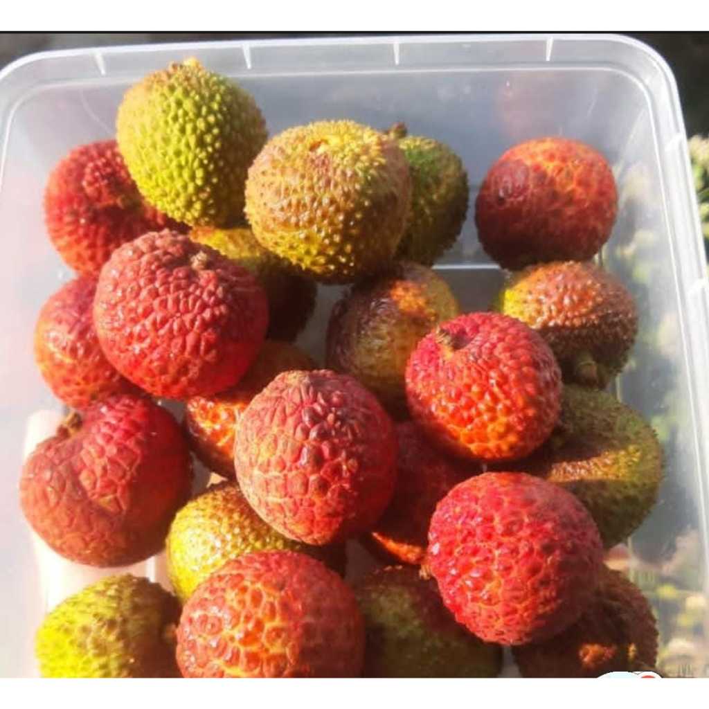 

leci mix merah hijau