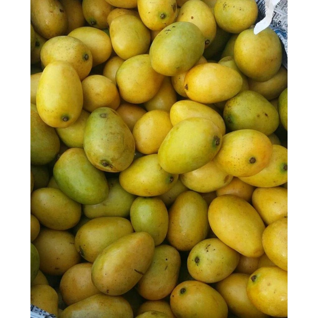 

mangga udang mangga toba Fresh 1kg.Pengemasan rapi Buble busa + box