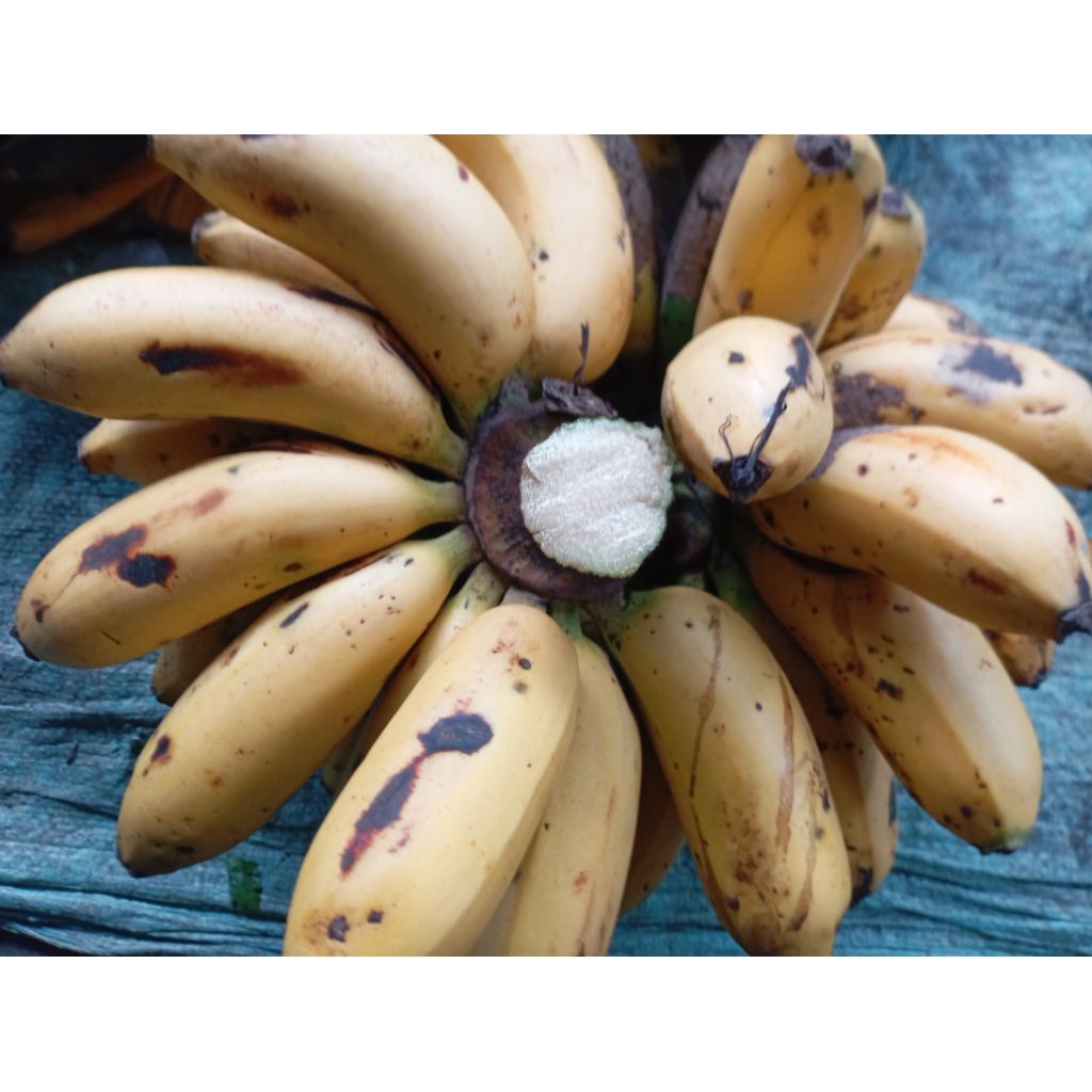

BUAH PISANG ROJOMOLO / RAJAUDANG / RED BENANA manis