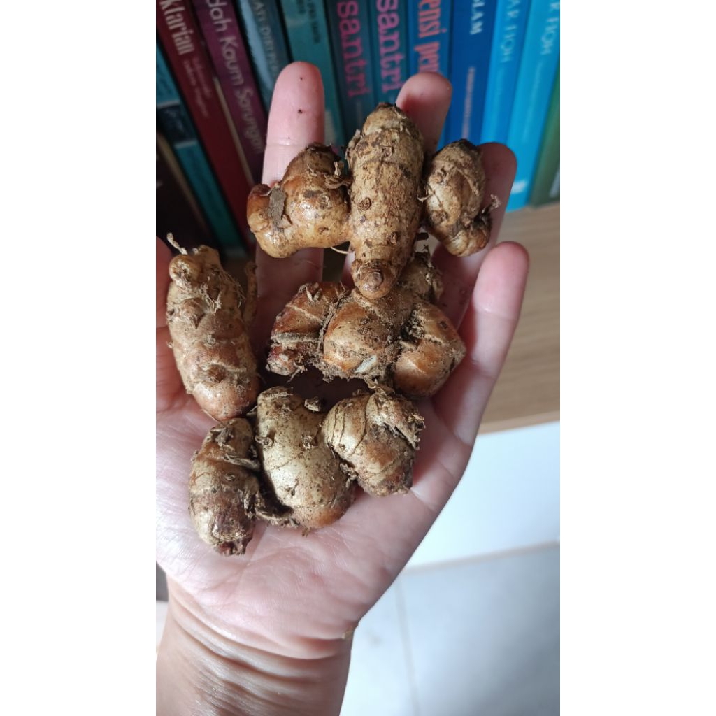 

Kencur Besar dan segar berat 500gr