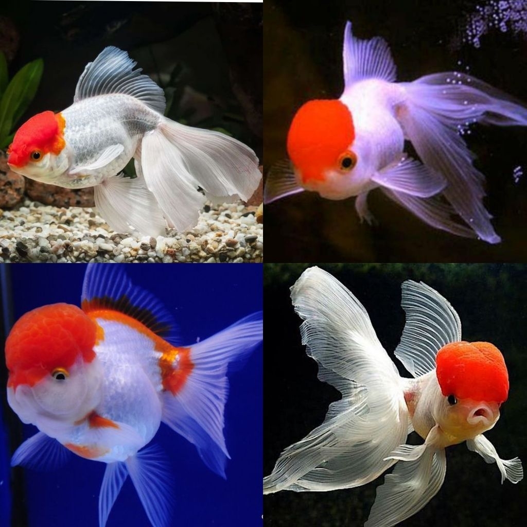 [Chan Aquatic] Ikan Hias Koki Oranda Red Cap Oranda Goldfish Red Head Size L Hiasan Aquarium